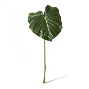 Philodendron Leaf Stem - 42 x 36 x 96cm by null, a Plants for sale on Style Sourcebook