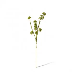 Seeding Mini Spray - 13 x 10 x 56cm by null, a Plants for sale on Style Sourcebook