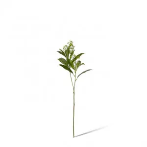 Skimmia Seeding Spray - 18 x 10 x 43cm by null, a Plants for sale on Style Sourcebook