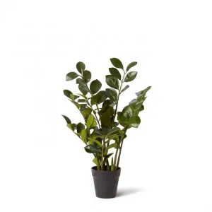 Zanzibar Plant - 40 x 40 x 60cm by null, a Plants for sale on Style Sourcebook