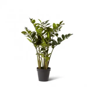 Zanzibar Plant - 60 x 60 x 90cm by null, a Plants for sale on Style Sourcebook