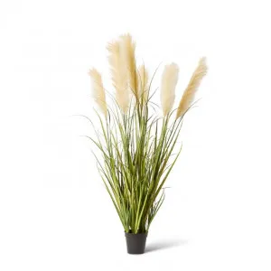Grass Pampas Potted - 60 x 60 x 120cm by null, a Plants for sale on Style Sourcebook