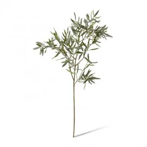 Olive Branch - 50 x 40 x 120cm by null, a Plants for sale on Style Sourcebook