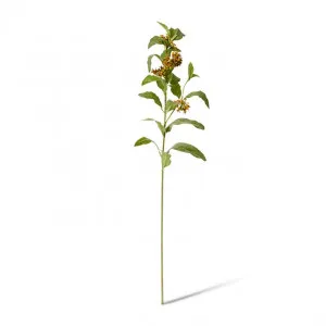 Asclepia Beatri x  Spray - 20 x 10 x 105cm by null, a Plants for sale on Style Sourcebook