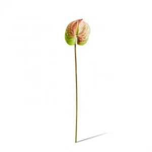 Anthurium Stem - 15 x 16 x 70cm by null, a Plants for sale on Style Sourcebook