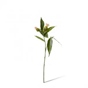 Eucy Nut Flowering Spray - 18 x 10 x 51cm by null, a Plants for sale on Style Sourcebook