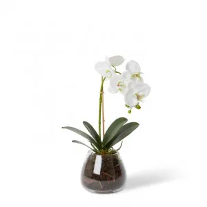 Grand Phalaenopsis - Allira Vase - 25 x 22 x 45cm by Elme Living, a Plants for sale on Style Sourcebook