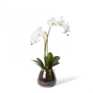 Grand Phalaenopsis - Allira Vase - 32 x 22 x 58cm by Elme Living, a Plants for sale on Style Sourcebook