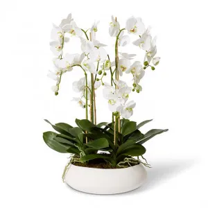 Luxe Phalaenopsis-Mora Bowl - 80 x 50 x 64 cm by null, a Plants for sale on Style Sourcebook