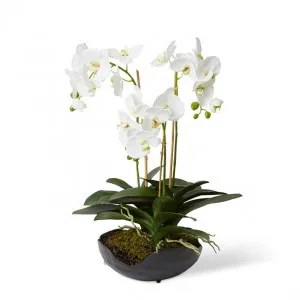 Luxe Phalaenopsis - Odina Bowl - 41 x 45 x 61cm by null, a Plants for sale on Style Sourcebook