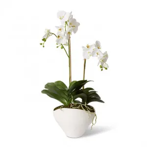 Luxe Phalaenopsis - Zelma Vase - 48 x 34 x 91cm by null, a Plants for sale on Style Sourcebook