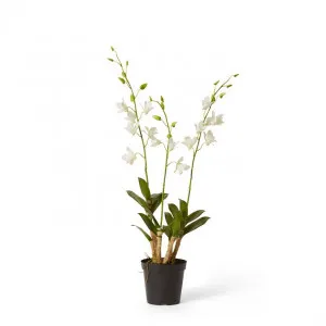 Orchid Dendrobidium Potted - 30 x 30 x 89 cm by null, a Plants for sale on Style Sourcebook