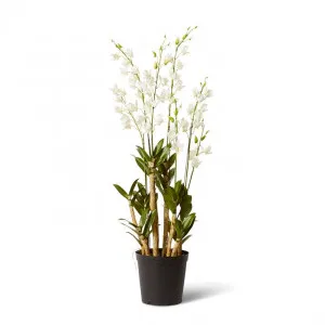 Orchid Dendrobidium Potted - 35 x 35 x 131cm by null, a Plants for sale on Style Sourcebook