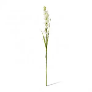 Tuberose Stem - 12 x 10 x 90cm by null, a Plants for sale on Style Sourcebook