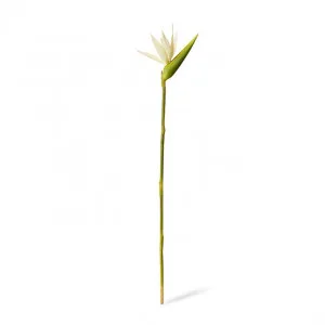 Bird of Paradise Stem - 23 x 12 x 100cm by null, a Plants for sale on Style Sourcebook