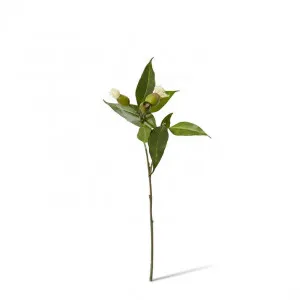 Eucy Nut Flowering Spray - 18 x 10 x 51cm by null, a Plants for sale on Style Sourcebook