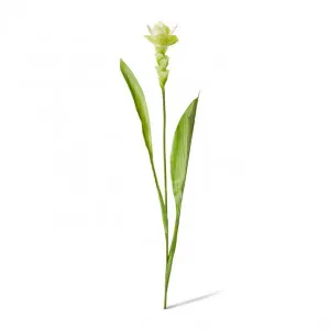 Ginger Flower Spray - 32 x 20 x 84cm by null, a Plants for sale on Style Sourcebook