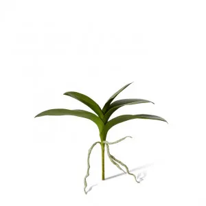 Phalaenopsis Lush Foliage Plant - 35 x 15 x 31cm by null, a Plants for sale on Style Sourcebook