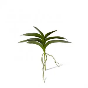 Phalaenopsis Lush Foliage Plant - 39 x 15 x 31cm by null, a Plants for sale on Style Sourcebook