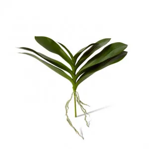 Phalaenopsis Lush Foliage Plant - 42 x 30 x 32cm by null, a Plants for sale on Style Sourcebook