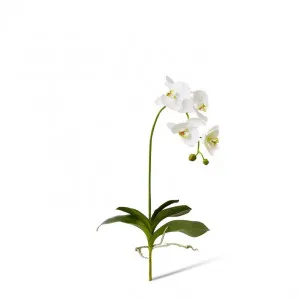 Phalaenopsis DeLuxe Plant - 33 x 24 x 75cm by null, a Plants for sale on Style Sourcebook