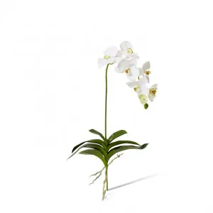 Phalaenopsis DeLuxe Plant - 42 x 22 x 89cm by null, a Plants for sale on Style Sourcebook