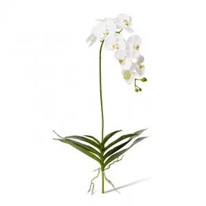 Phalaenopsis DeLuxe Plant - 51 x 34 x 114cm by null, a Plants for sale on Style Sourcebook