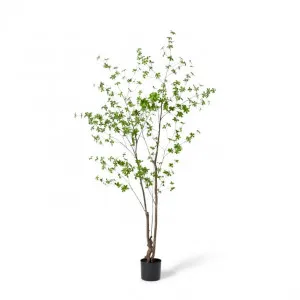 Pieris Tree - 120 x 110 x 210cm by null, a Plants for sale on Style Sourcebook