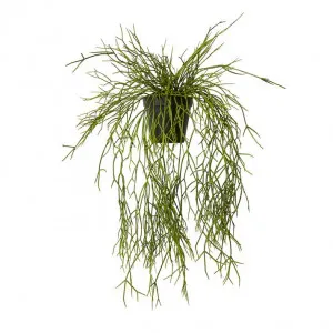 Cactus Pencil Plant-Garden Pot - 15 x 37 x 50cm by null, a Plants for sale on Style Sourcebook