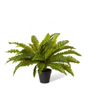 Asplenium Fern -Garden Pot - 13 x 13 x 52cm by null, a Plants for sale on Style Sourcebook