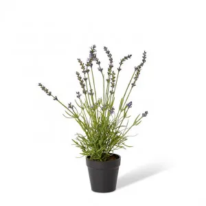 Lavender Bundle-Garden Pot - 10 x 10 x 45cm by null, a Plants for sale on Style Sourcebook