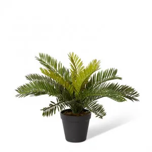 Cycas Bush-Garden Pot - 40 x 40 x 30cm by null, a Plants for sale on Style Sourcebook