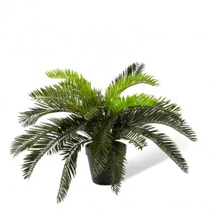 Cycas Bush-Garden Pot - 48 x 48 x 40cm by null, a Plants for sale on Style Sourcebook