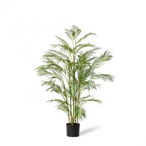Palm Phoenix  - 75 x 75 x 150cm by null, a Plants for sale on Style Sourcebook