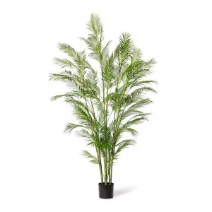 Palm Phoenix  - 75 x 75 x 225cm by null, a Plants for sale on Style Sourcebook