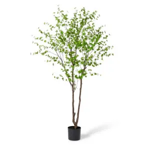 Pieris Tree - 200 x 180 x 300cm by null, a Plants for sale on Style Sourcebook
