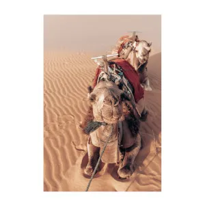 Desert Companion by Gioia Wall Art, a Prints for sale on Style Sourcebook
