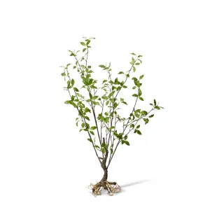 Pittosporum Plant - 63 x 40 x 104cm by null, a Plants for sale on Style Sourcebook