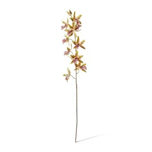 Orchid Oncidium Stem - 50 x 20 x 109cm by null, a Plants for sale on Style Sourcebook