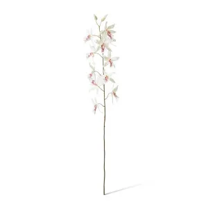 Orchid Oncidium Stem - 50 x 20 x 109cm by null, a Plants for sale on Style Sourcebook