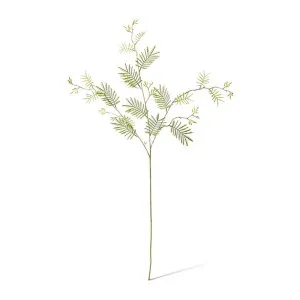 Mismosa Leaf Spray - 20 x 5 x 104cm by null, a Plants for sale on Style Sourcebook