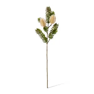 Banksia Spray - 20 x 9 x 66cm by null, a Plants for sale on Style Sourcebook