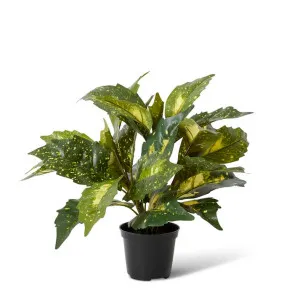 Acuba Bush Potted - 38 x 38 x 35cm by null, a Plants for sale on Style Sourcebook