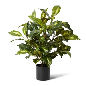 Acuba Bush Potted - 52 x 52 x 64cm by null, a Plants for sale on Style Sourcebook