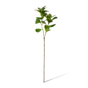 Peperomia Leaf Spray - 22 x 14 x 72cm by null, a Plants for sale on Style Sourcebook