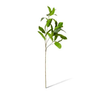 Fiucus E x otic Leaf Spray - 44 x 36 x 100cm by null, a Plants for sale on Style Sourcebook