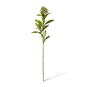 Skimmia Spray - 20 x 14 x 72cm by null, a Plants for sale on Style Sourcebook
