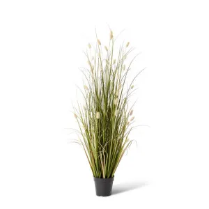 Grass Bunny Tail Potted - 60 x 60 x 122cm by null, a Plants for sale on Style Sourcebook