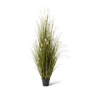Grass Bunny Tail Potted - 70 x 70 x 152cm by null, a Plants for sale on Style Sourcebook