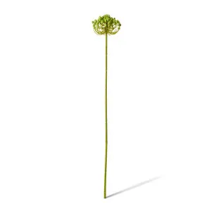 Star Seeding Stem - 11 x 11 x 61cm by null, a Plants for sale on Style Sourcebook